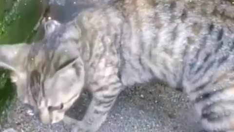 Best Funniest Animal Videos 2023 😅 - Funny Cats And Dogs Videos #2 😂