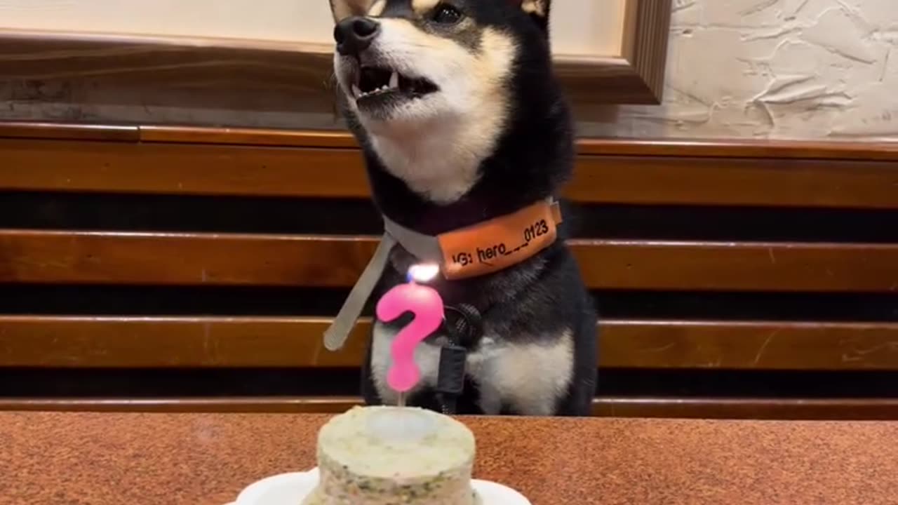 Dog birtday celebration