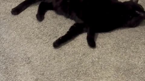 Cute Precious Piper Does Her Stretchies - Adopting a Cat from a Shelter Vlog #shorts