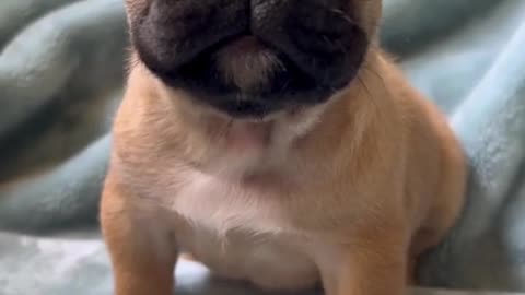 funny animals