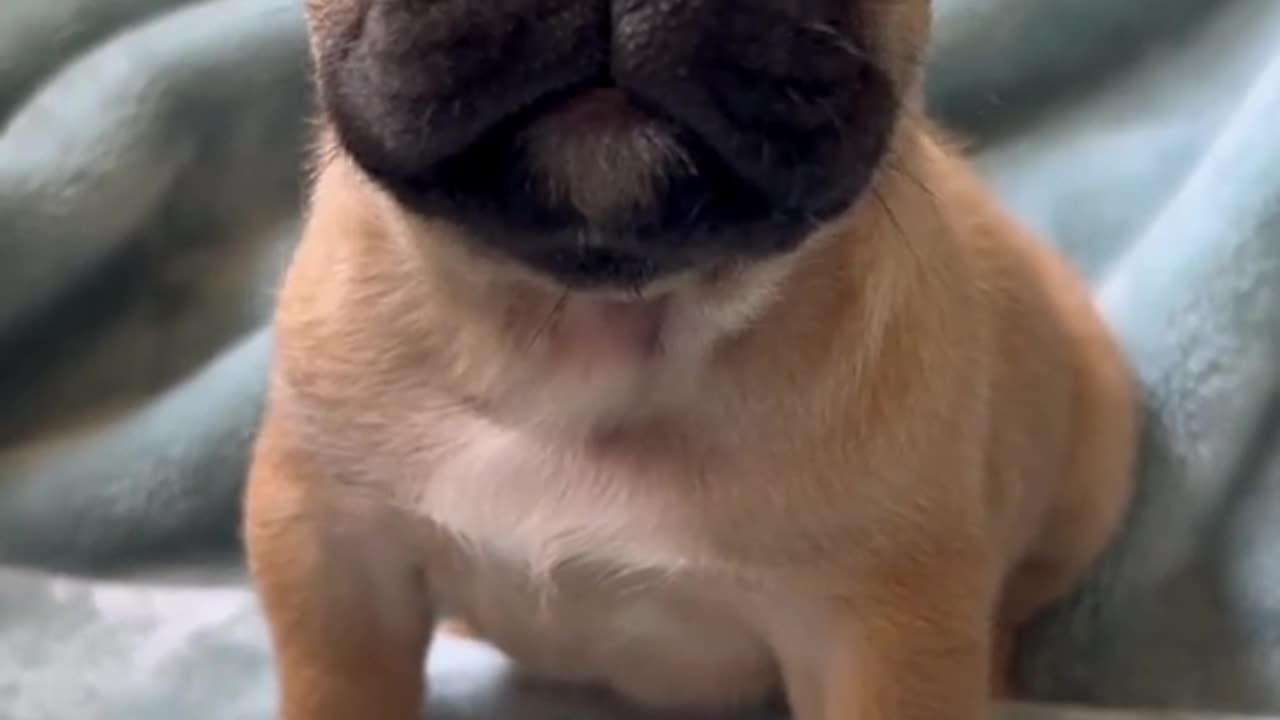 funny animals