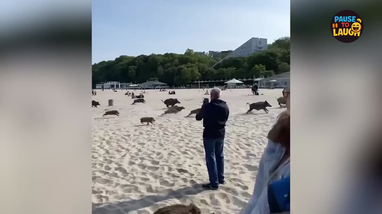 Internet's Funniest Dogs Caught on Camera! 📸🐕🤣