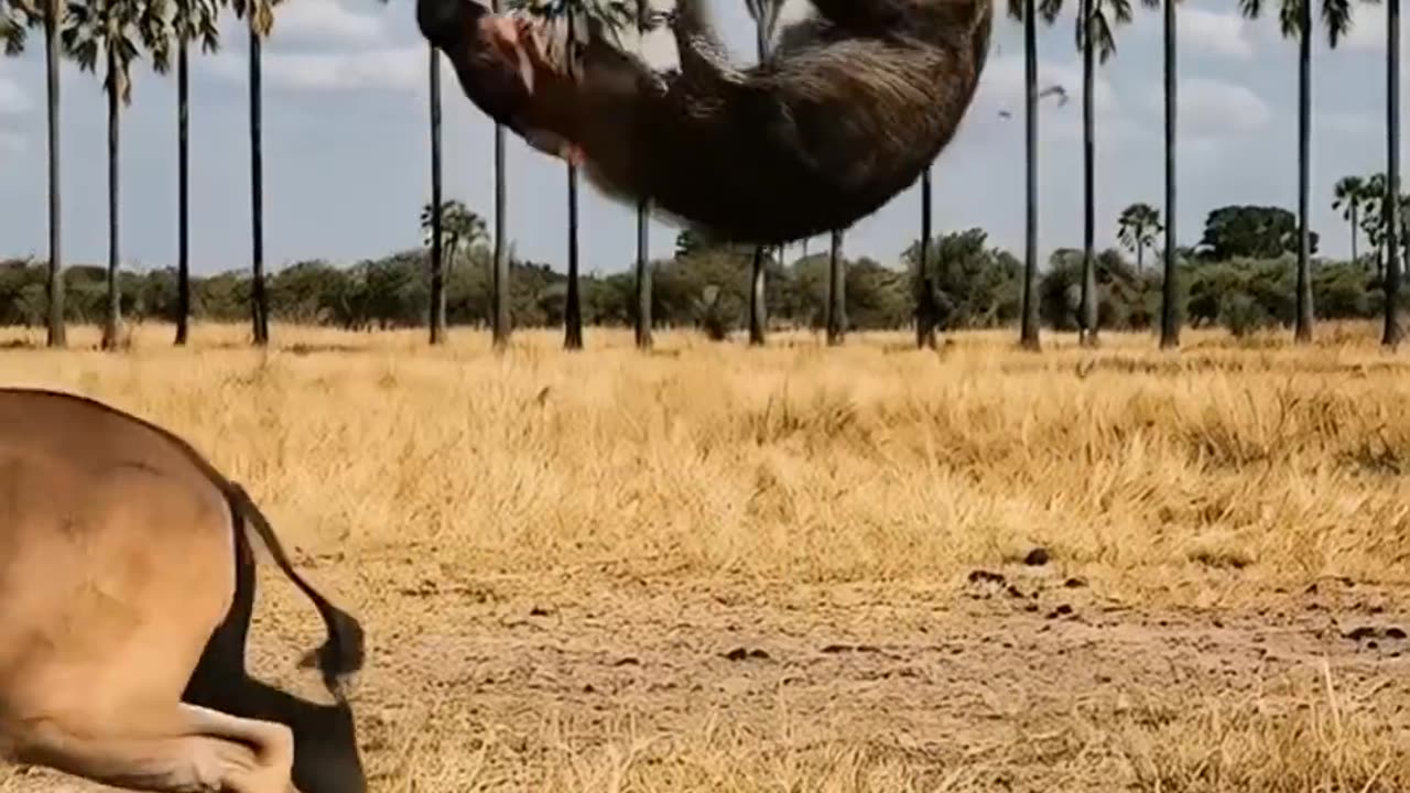 Amazing weapons of animals