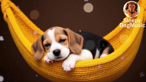 8 Hours Calming Music for Dogs 🐾 | Vet-Approved Anti-Anxiety Sounds