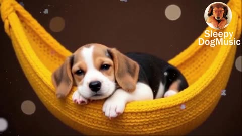 8 Hours Calming Music for Dogs 🐾 | Vet-Approved Anti-Anxiety Sounds