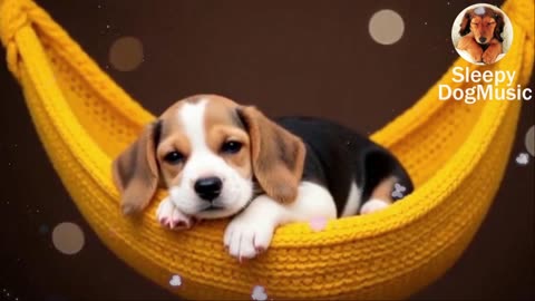 8 Hours Calming Music for Dogs 🐾 | Vet-Approved Anti-Anxiety Sounds