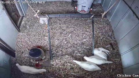 Millar Time Chicken Cam