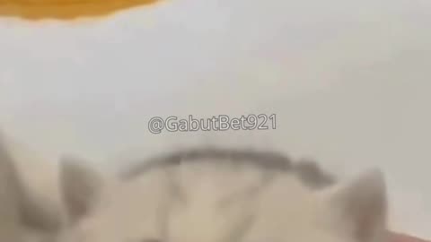 funny cat