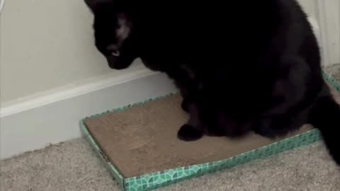 Cute Precious Piper Shows How to Lay on a Tuffet - Adopting a Cat from a Shelter Vlog #shorts