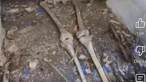 WHEN YOU WANT TO WATCH HUMAN BODIES DECOMPOSE