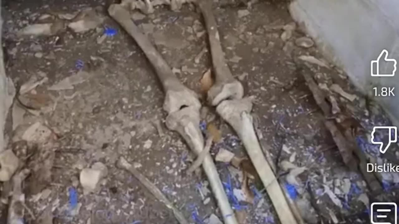 WHEN YOU WANT TO WATCH HUMAN BODIES DECOMPOSE