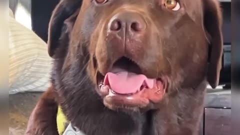 dogs reactions to being adopted
