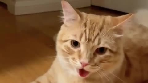 Latest Funny Cat and Dog Videos 🐈😹 Funniest Animals 😂 Part 2