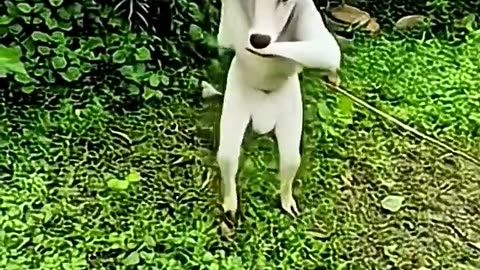 haw possible 🤔 caw dance | ai video
