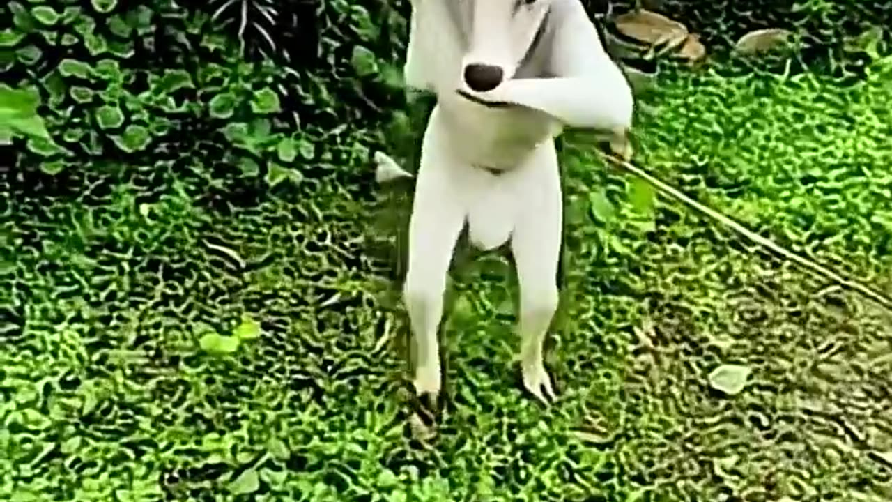 haw possible 🤔 caw dance | ai video