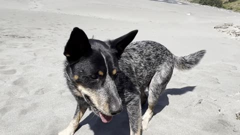 frisbee at the beach 32908409842