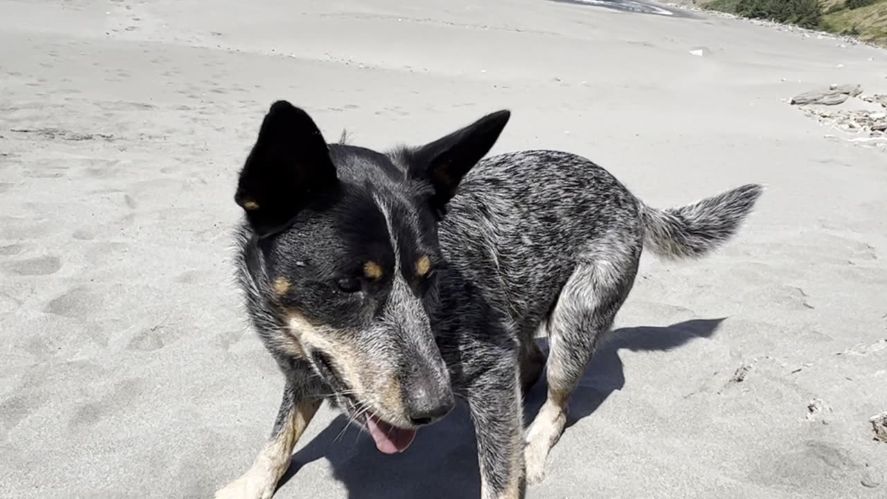 frisbee at the beach 32908409842