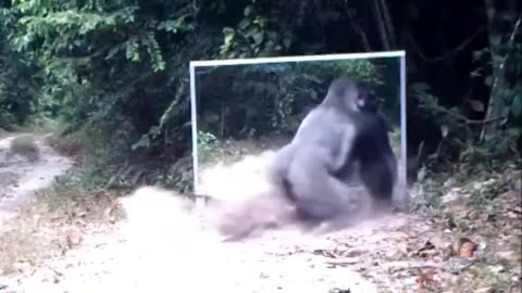 Animals reacting to themselves in the mirror in jungle