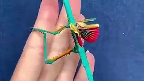 Trending: unexpected animals transformation