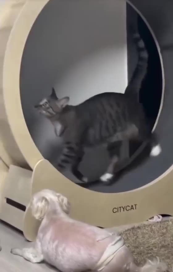 "Too Funny! Cats + Dogs Full Crazy Moments!"