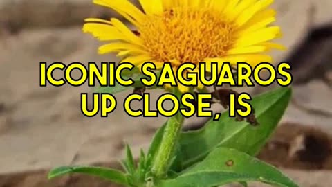 Exploring Saguaro's Desert Wonders on a Budget