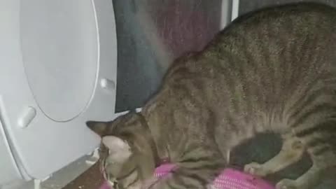 The Cat's Kingdom