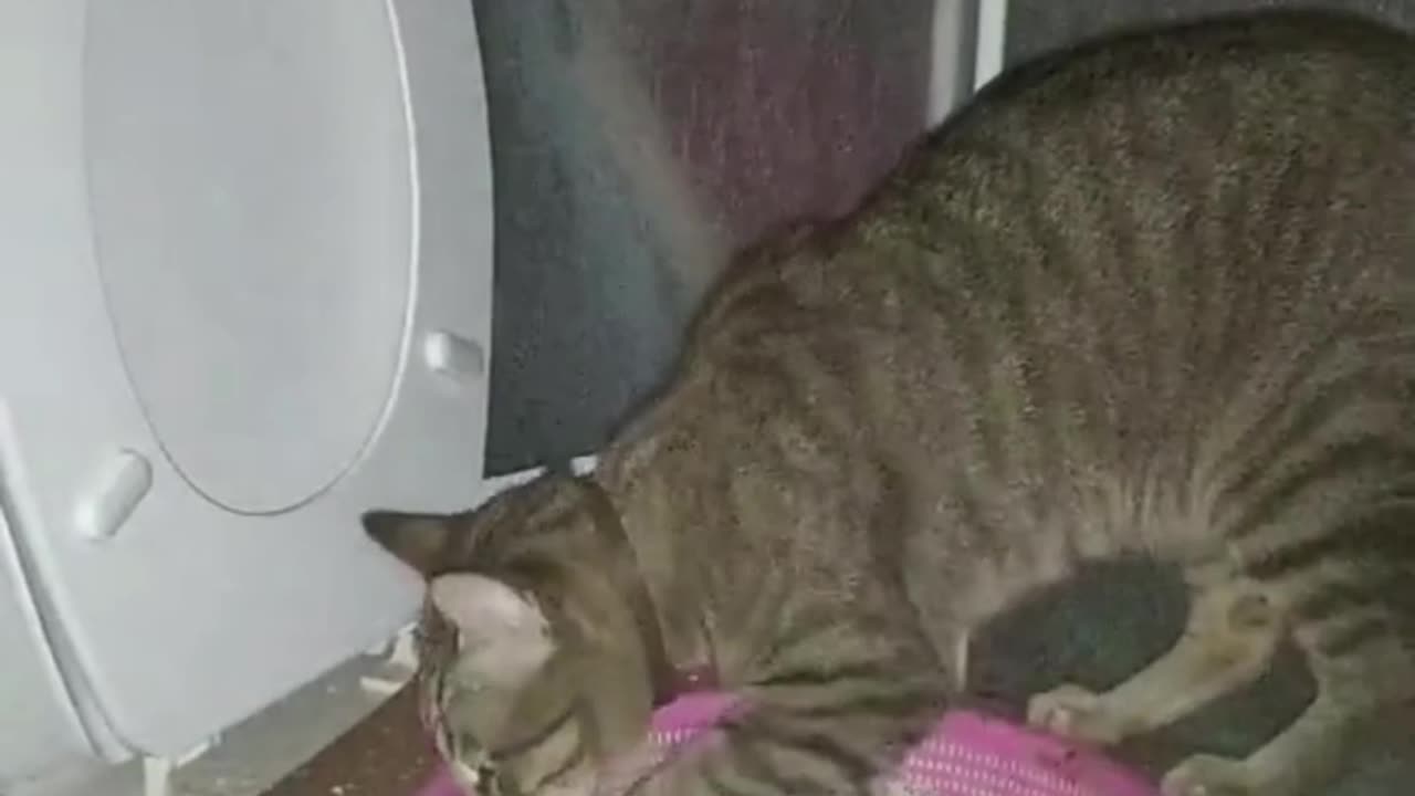The Cat's Kingdom