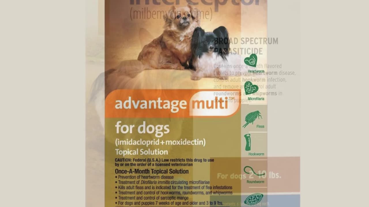 Heartworm Prevention for Dogs: Top 5 Must-Know