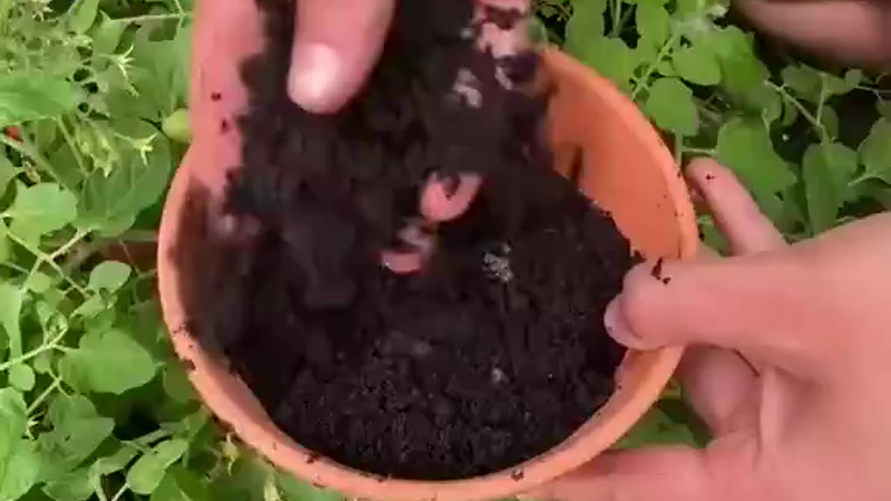 🫐 How to grow Blueberries at home! #Gardening