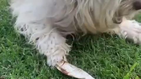 Why Oh My Paws Dog Treats Are Every Pup’s Favourite