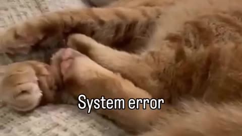 🤣🐱 Orange Cat Malfunctioning in the Funniest Way! | FunFM