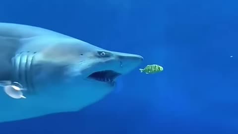 funny sharks