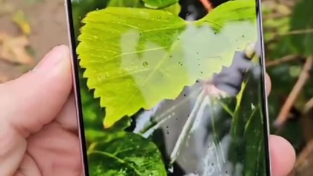 Vivo X200 Pro Camera Test (30X Zooming) Ultimate Phone #vivo #vivox200pro #trending #shorts