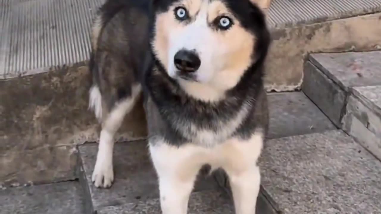 The lovely husky looked at his master with wide eyes