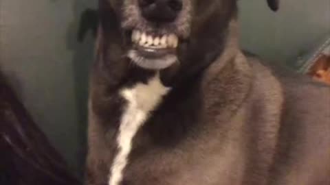 🐶 mariqueo.ok #FlowMe
