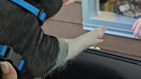 Mini Pig Kevin Bacon Enjoys Pup Cup