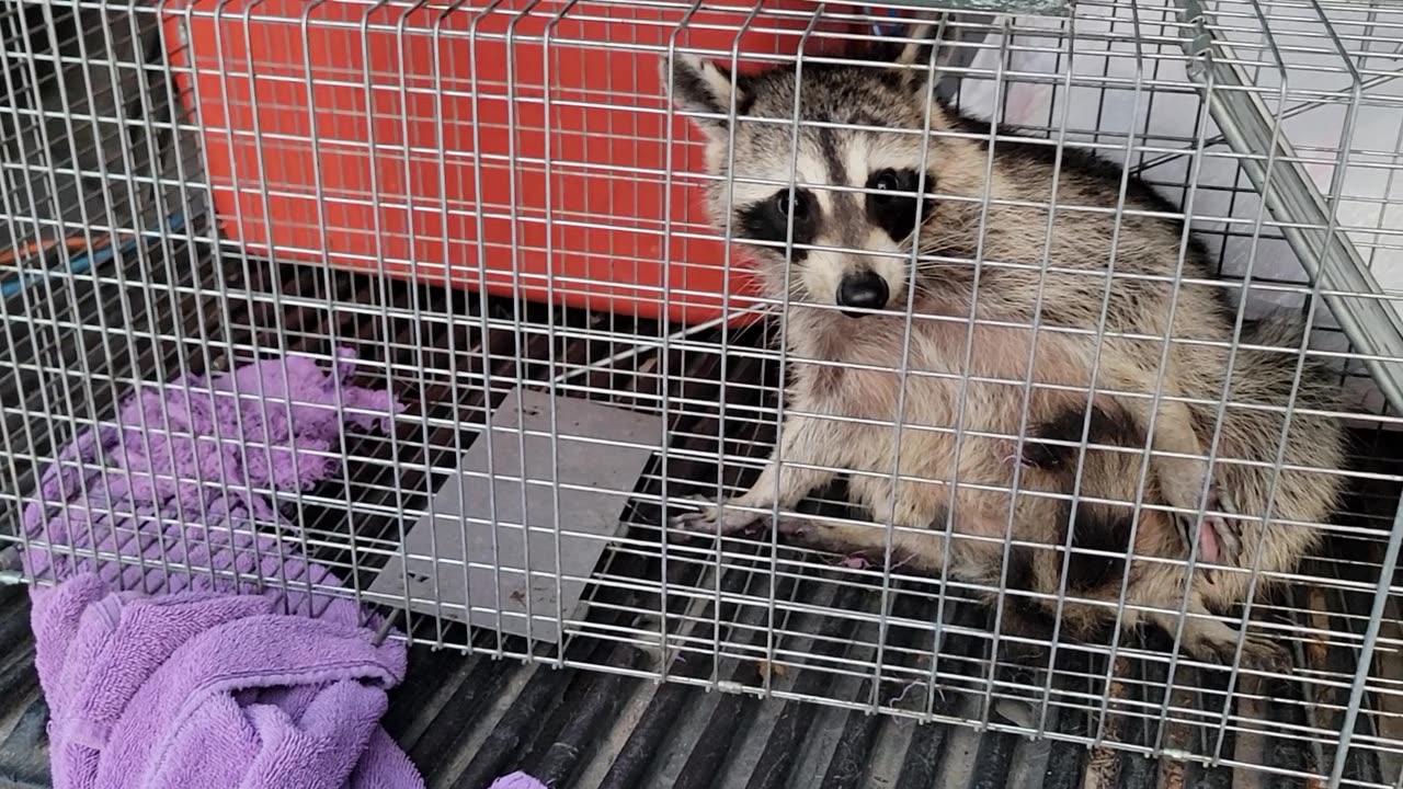 CATCH AND RELEASE: RETURNING A RACCOON TO THE WILD