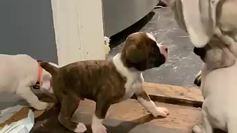 Doggie Dad Plays With His Puppies || ViralHog