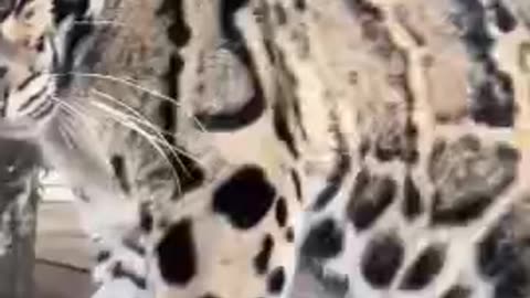 The Clouded Leopard