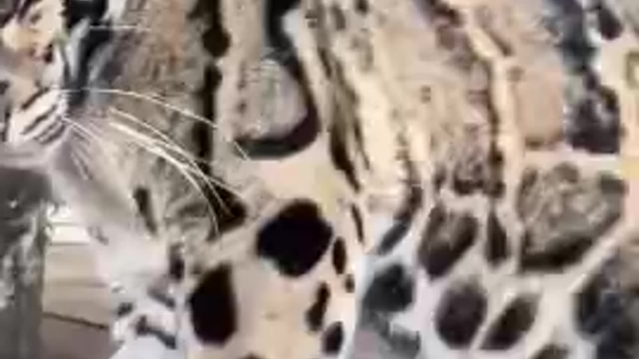 The Clouded Leopard