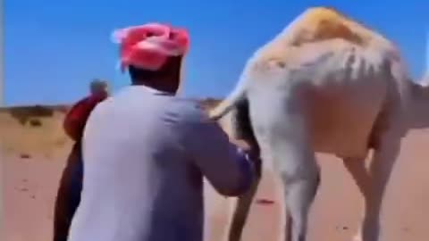 Funny animal videos 😂😂🐕🐕🦮