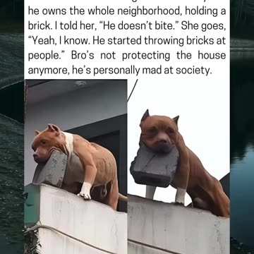 Dog Starts Throwing Bricks At People