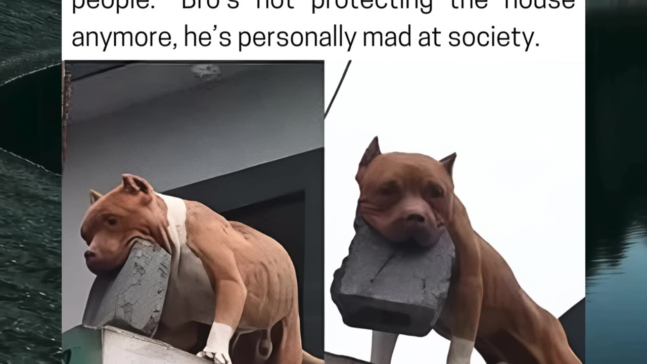 Dog Starts Throwing Bricks At People