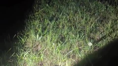 Iron Dome for Mosquitoes?! The Laser Air Defense System Zapping Bugs