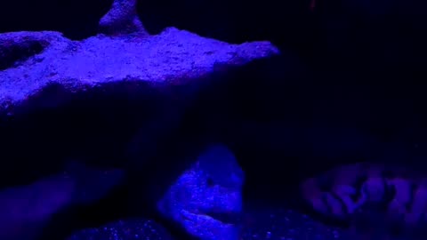 Little Girl tries to roast me at The Birch Aquarium in San Diego