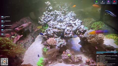 24/7 Real Live Reef Stream