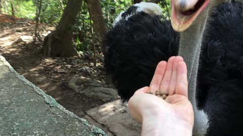 Flamingo & Ostrich Feeding @ Puerto Vallarta Zoo (Jalisco, Mexico) 29