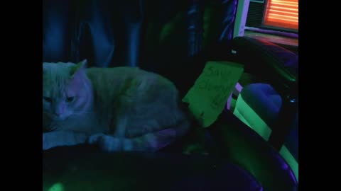 Here is VanceVictim2018's impression of Chumby performed by his cat Butters (Balls)