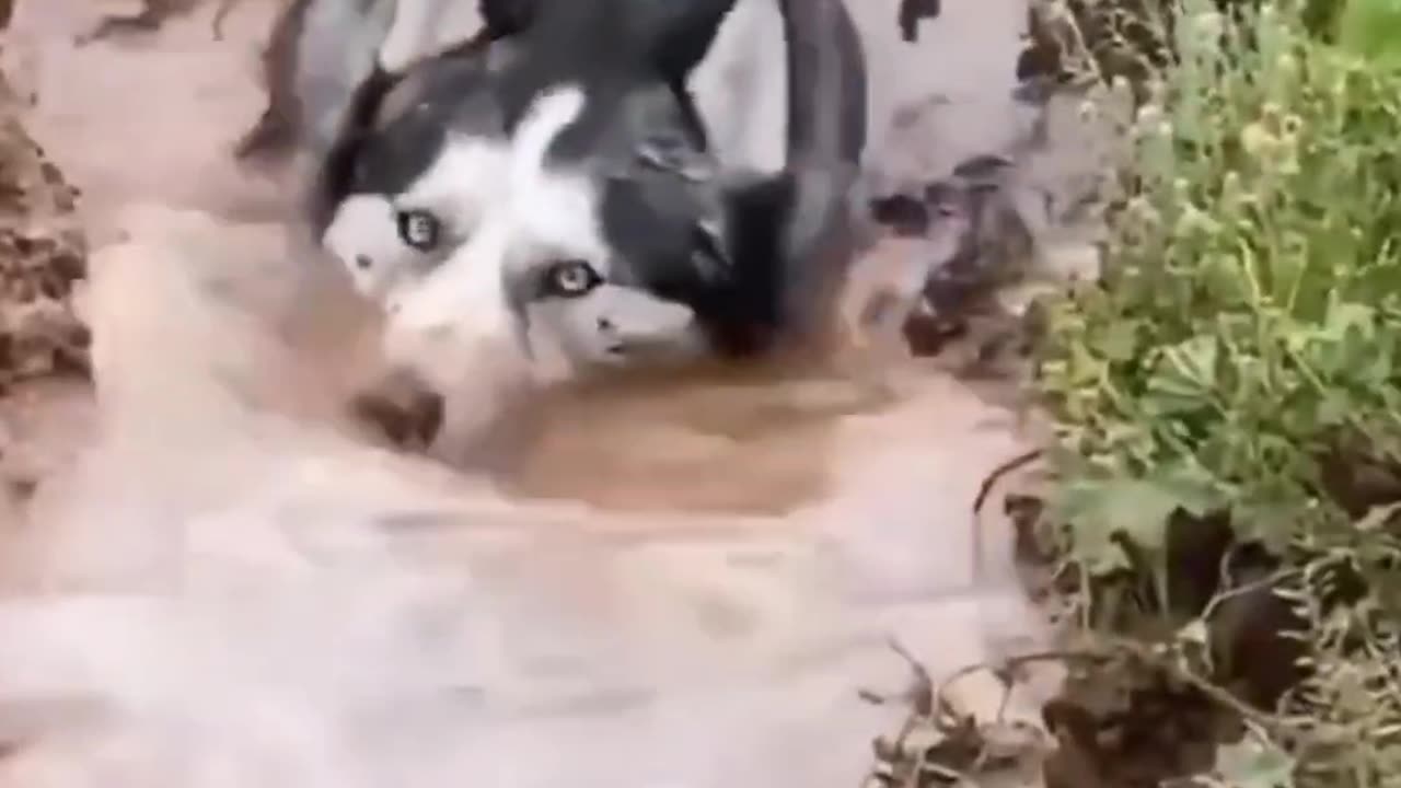 Chonky Cats in Trouble | Too Cute to Handle π±π₯