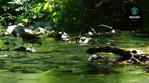 Piano Music Beautiful Relaxing Music